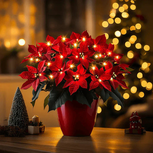 Ruby Christmas Star