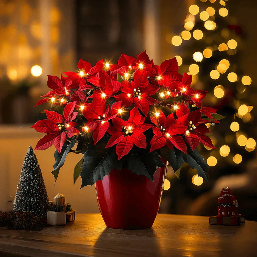Ruby Christmas Star