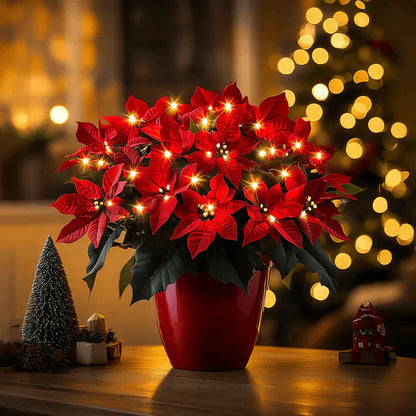 Ruby Christmas Star